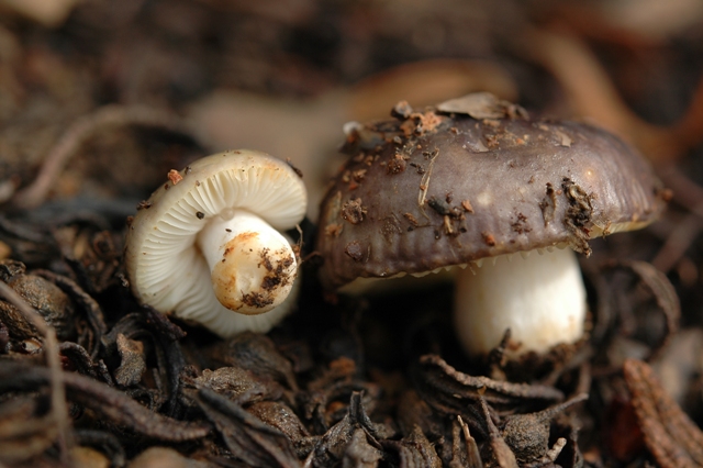 La Russula pi piccola che abbia mai visto.